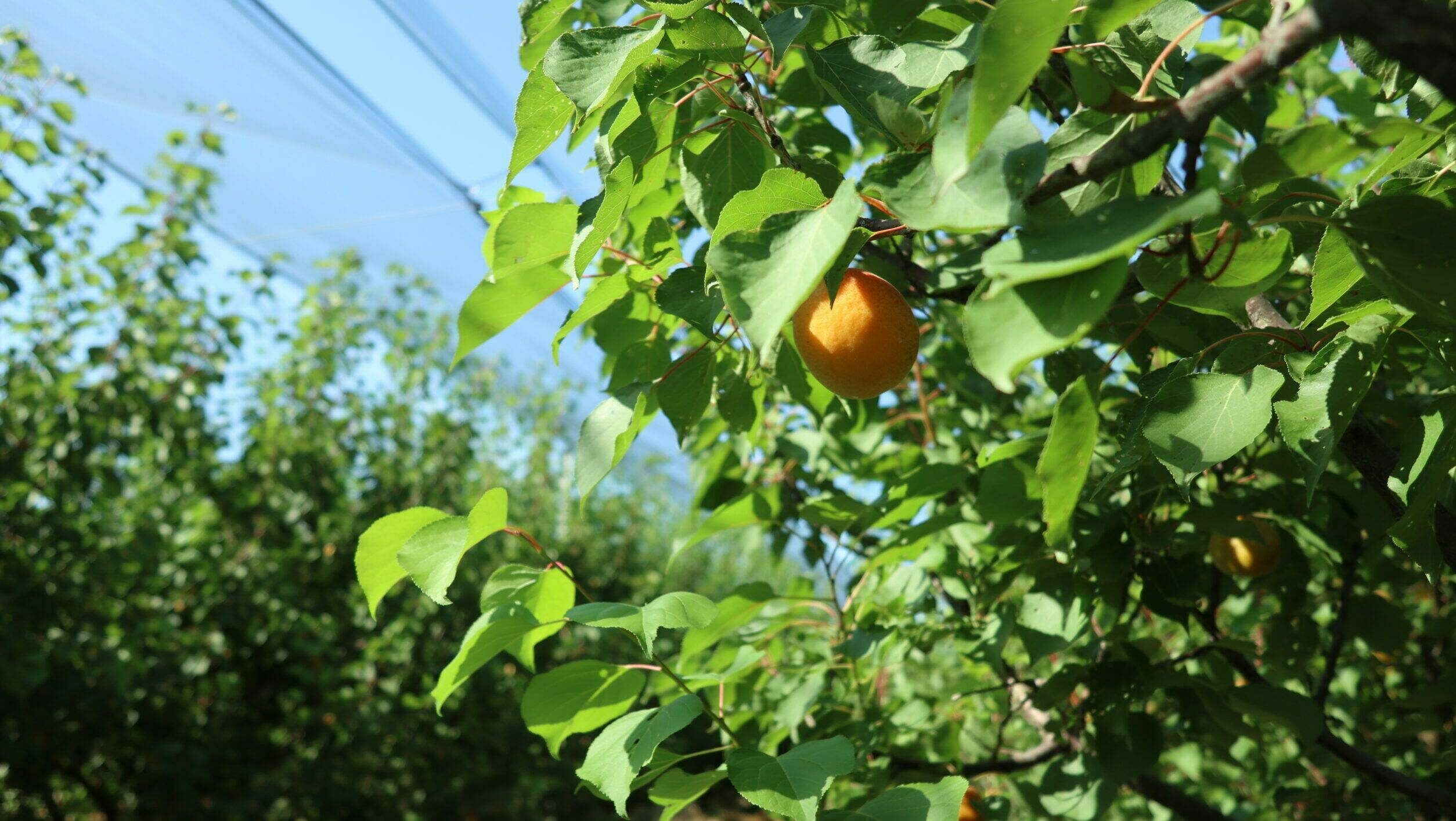 arrigoni-FRUCTUS|mallas-protectoras-de-manzanas-y-peras